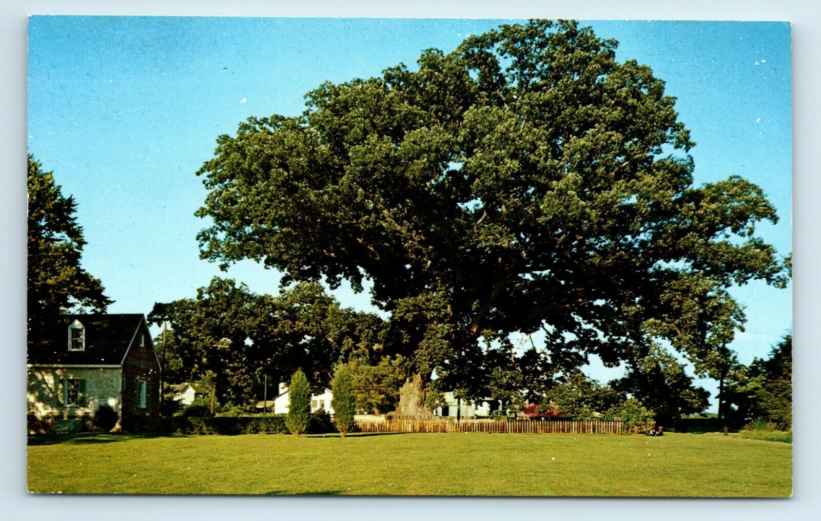Postcard Wye Oak and Schoolhouse, Wye Mills MD R83