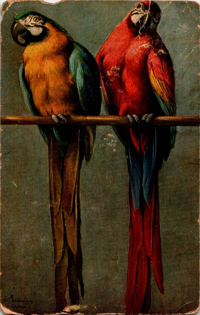 2 Parrots postcard. Circa 1908