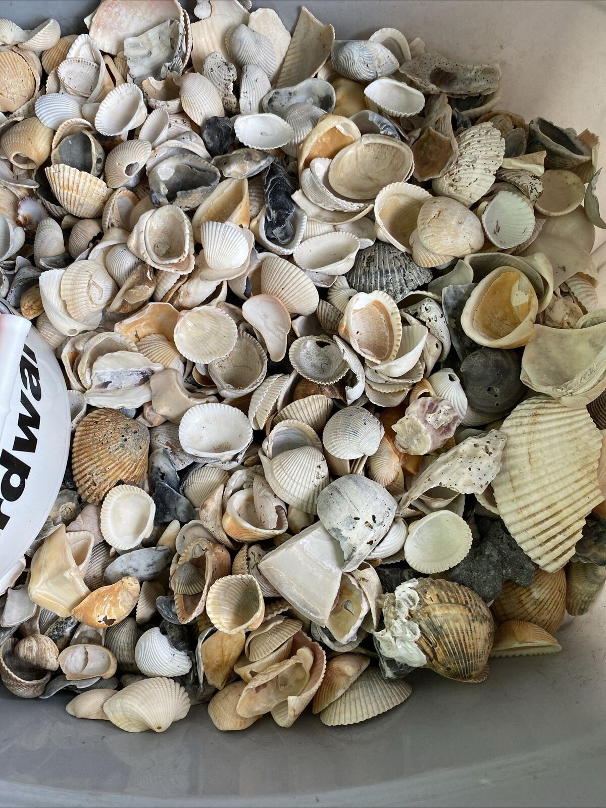 Assorted Seashells And Pieces. Lot. 1.   6 Lbs