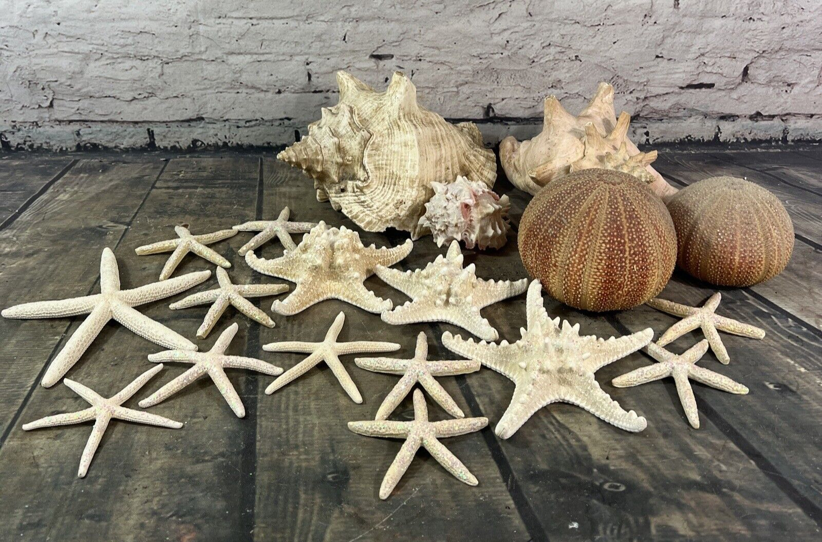 Lot Of Sea Shells 🐚 Starfish Assorted