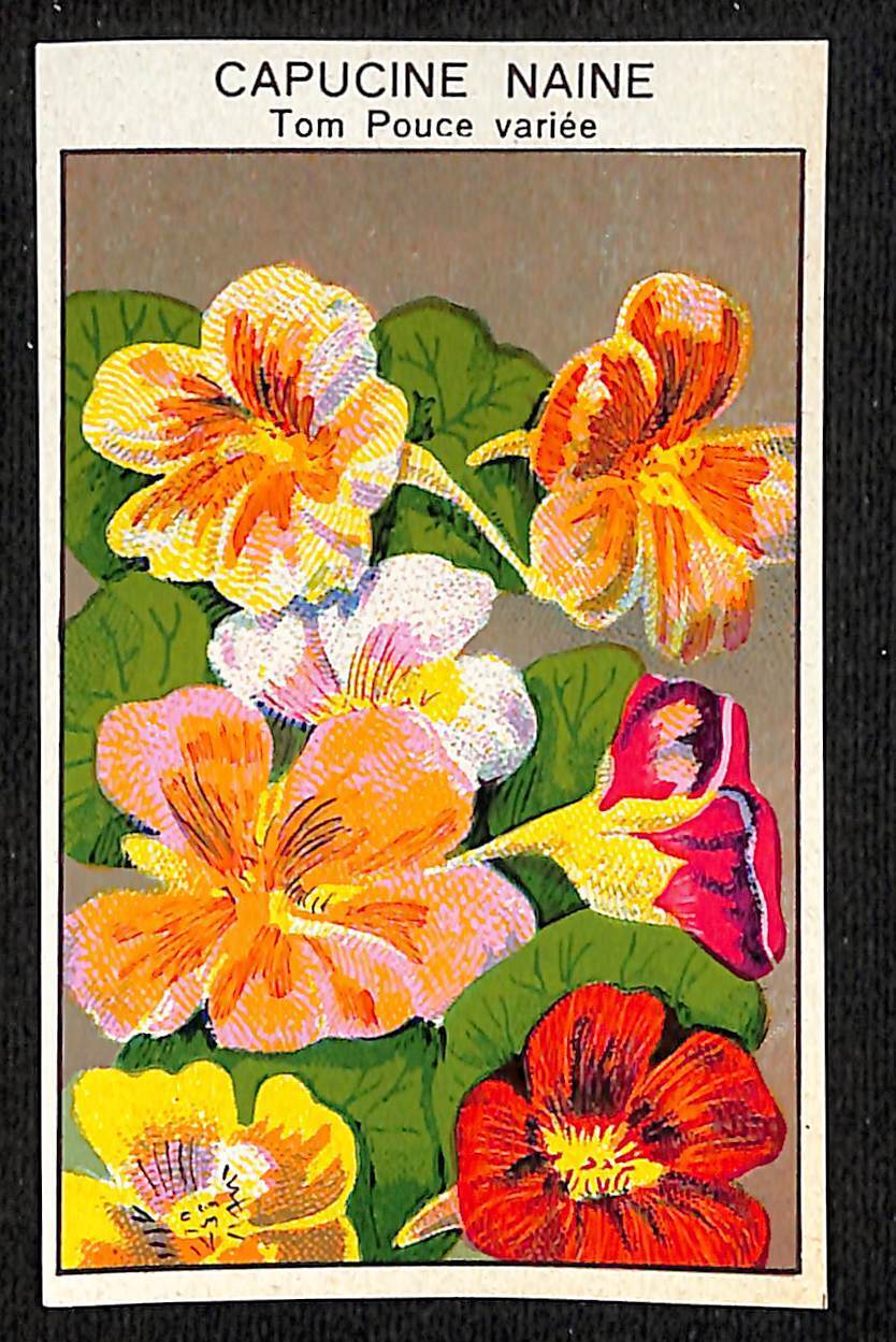 Capucine Naine Nasturtium Dwarf French Paper Flower Seed Label Unused c1900-1920