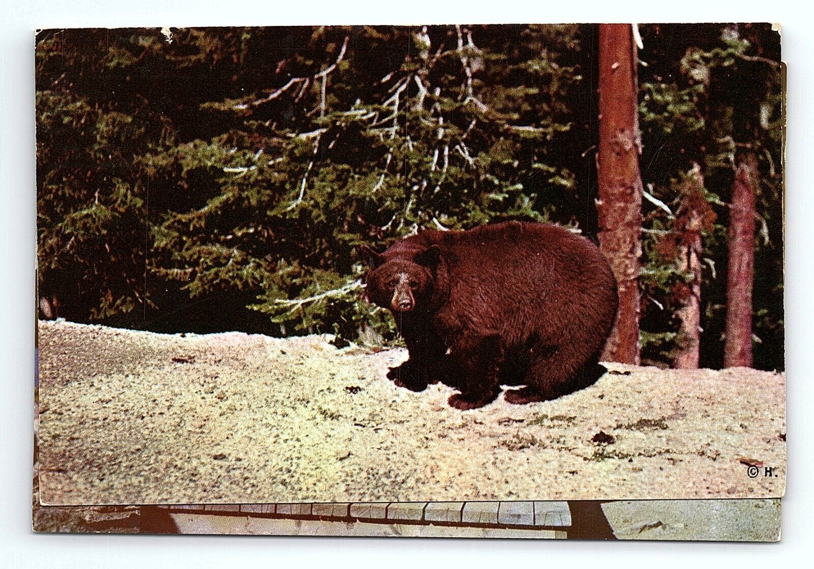 Large Bear Franconia Notch Vintage Postcard