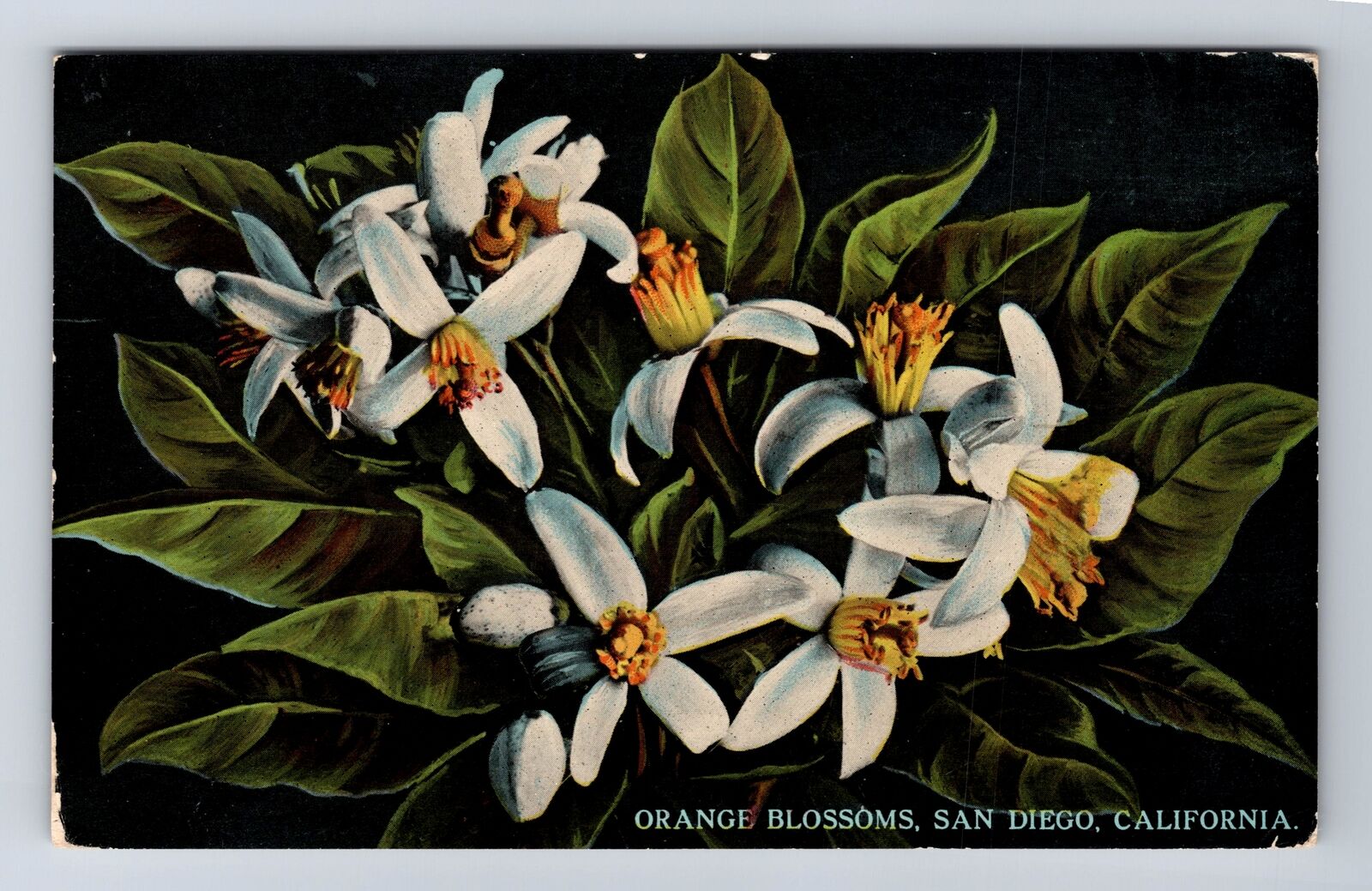 San Diego CA-California, Orange Blossoms, Antique, Vintage Postcard
