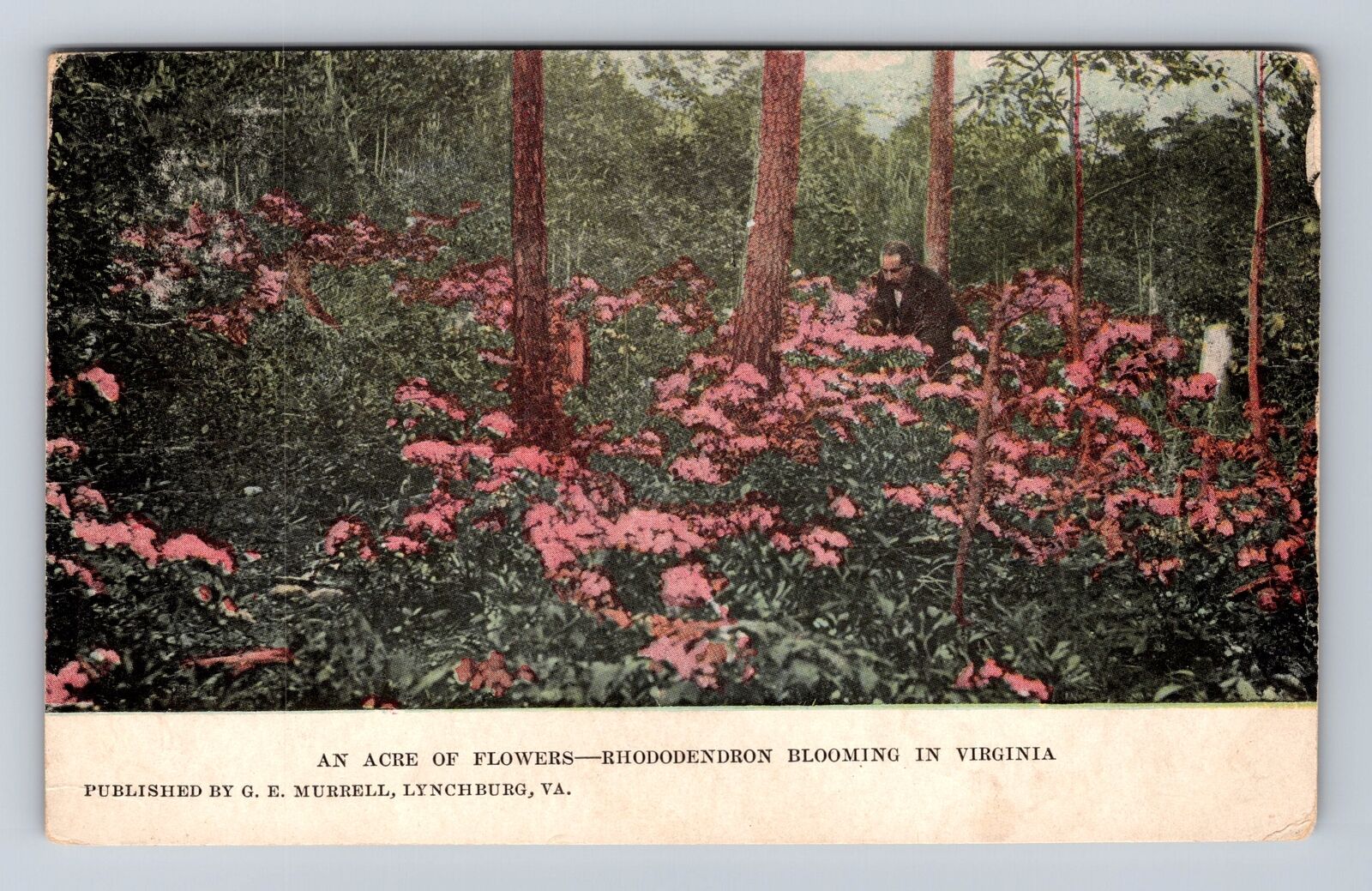 VA-Virginia, Acre Of Flowers, Rhododendron, Antique, Vintage c1910 Postcard