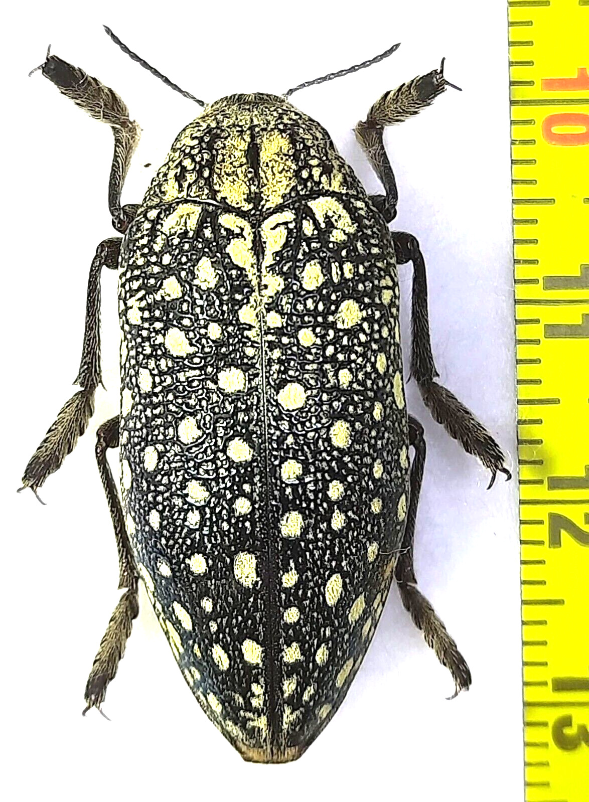 Buprestidae, Julodis faldermanni 1 pc. A1, Armenia