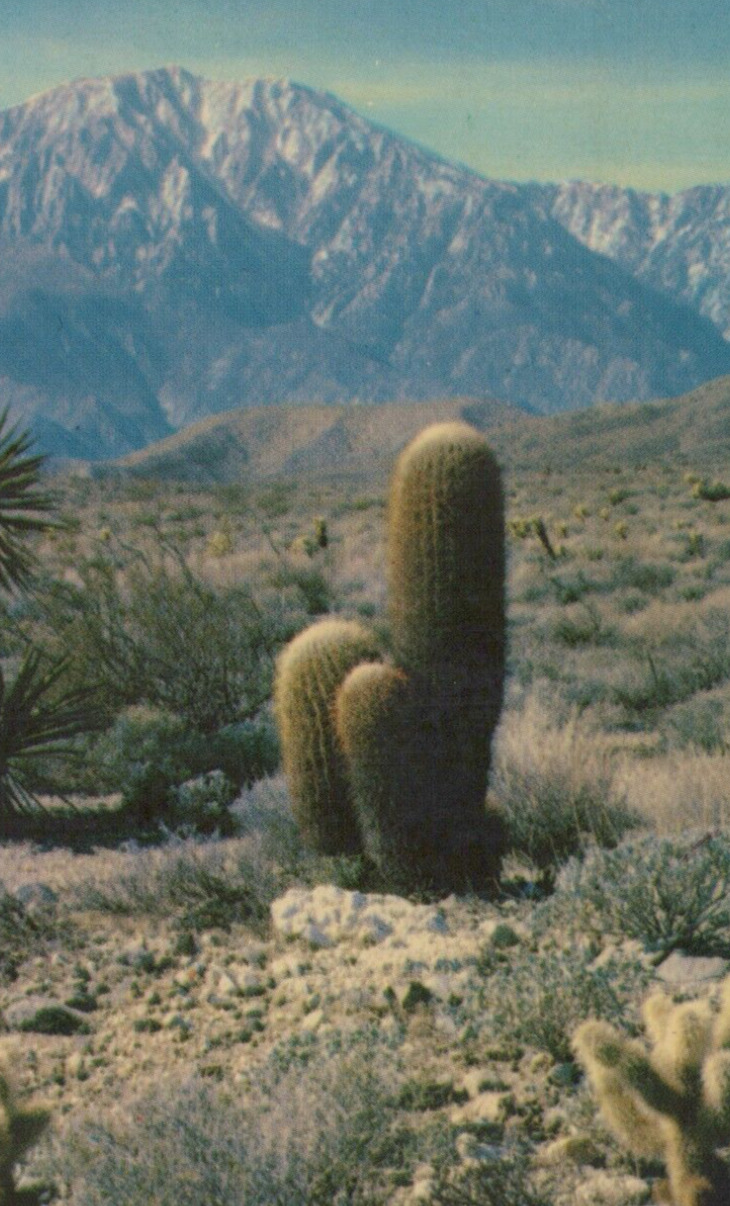 A Desert Panorama of Cholla Cacti & Mojave Yucca Chrome Vintage Post Card