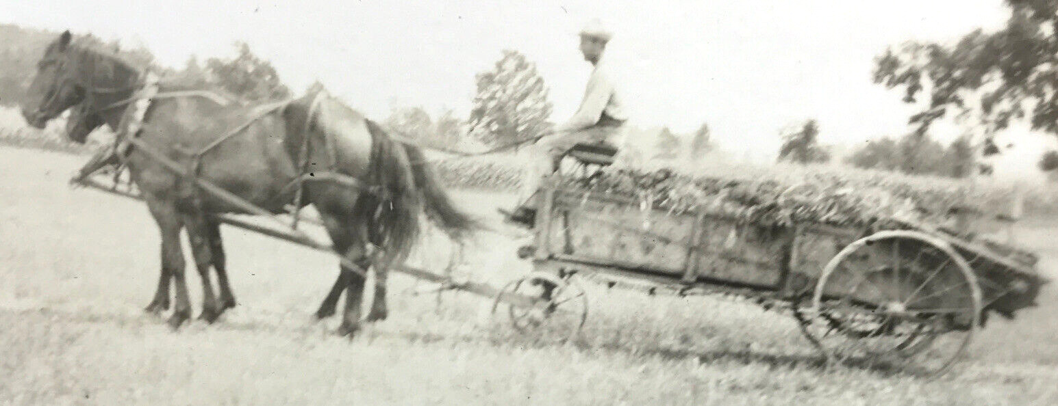 Antique Vtg RPPC Photo Working Horse Team Drawn Manure Spreader Farm Field