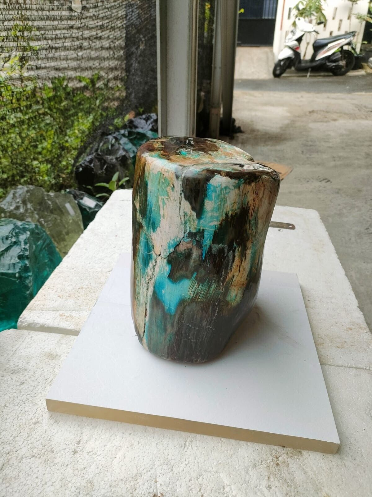 Rare blue green petrified wood 12kg (H021-23x19cm) Beautiful mix colours polish