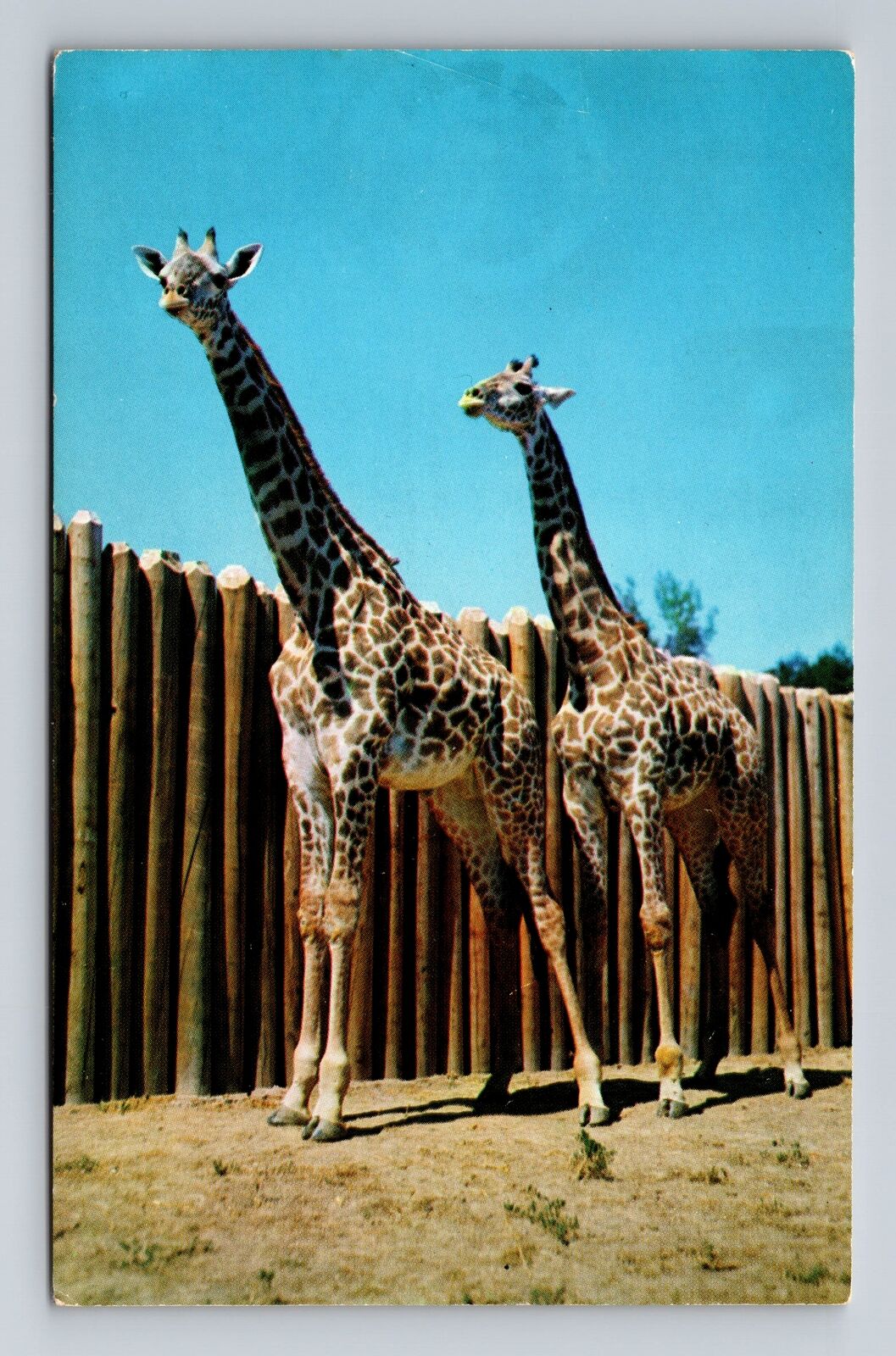 Kansas City MO- Missouri, Masai Giraffes, Swope Park, Antique, Vintage Postcard