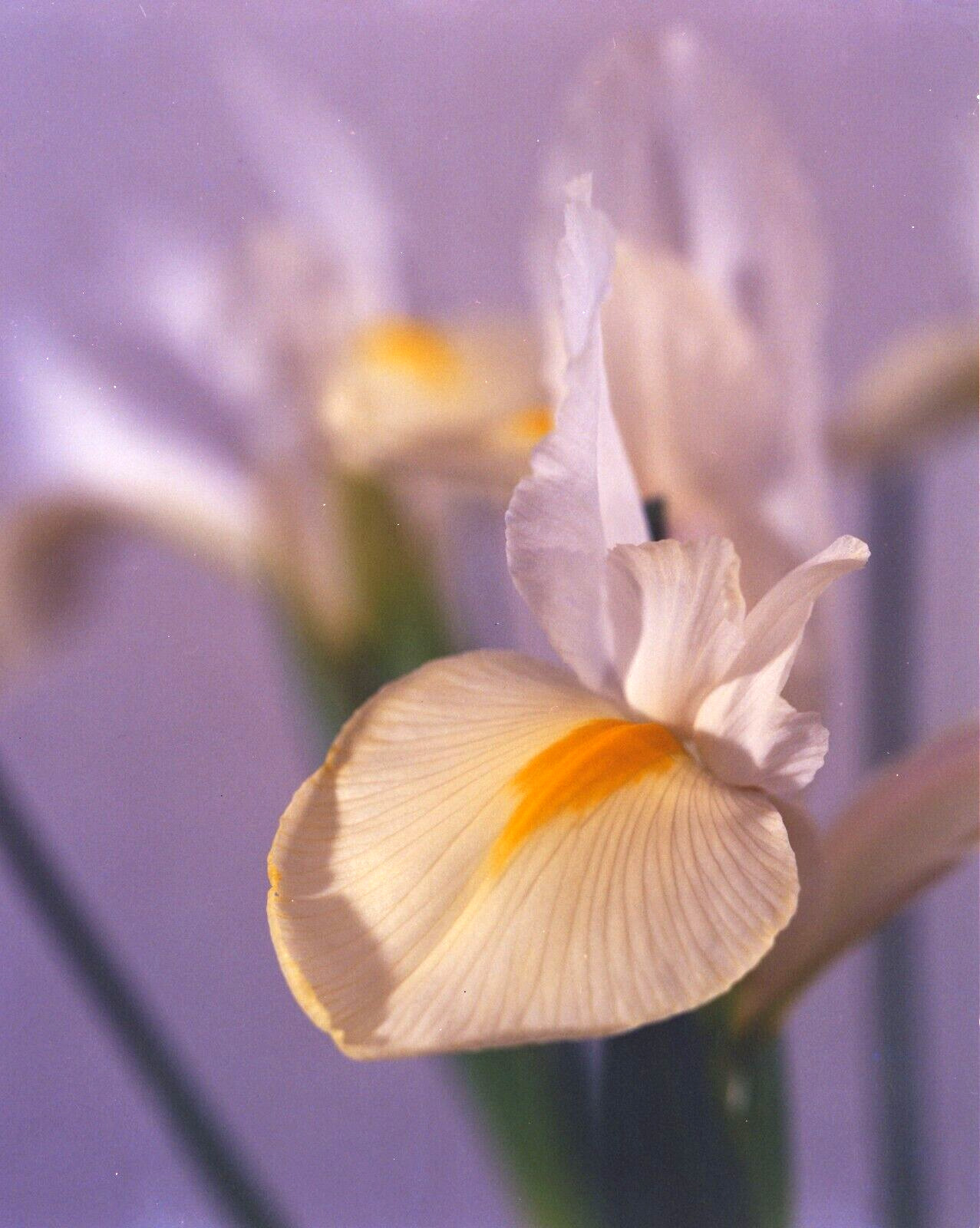 Lily Flower Original Large Format 4X5 Color Negative Iris Louisiana 1970s