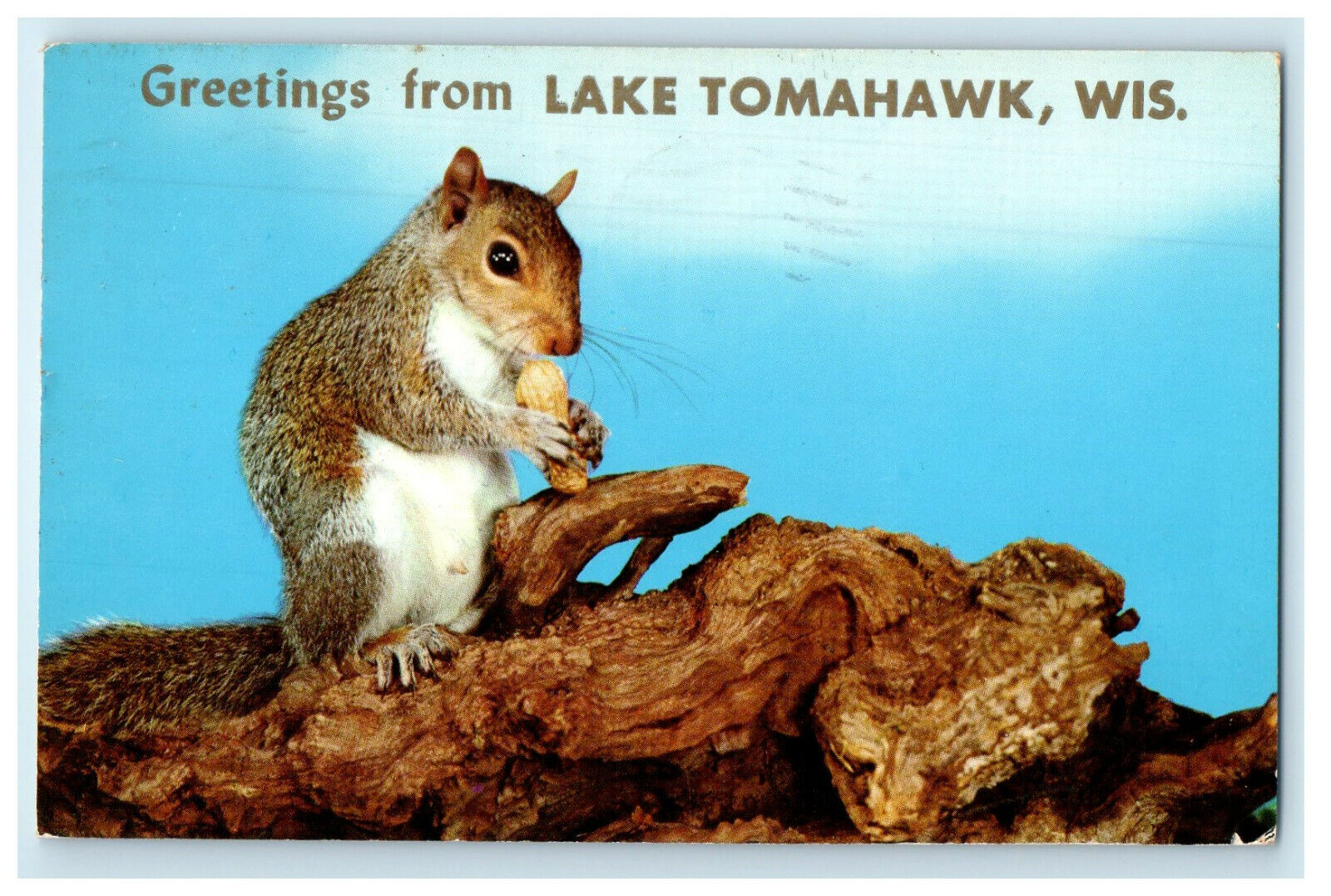 1959 Animal Eating Scene, Greetings from Lake Tomahawk Wisconsin WI Postcard