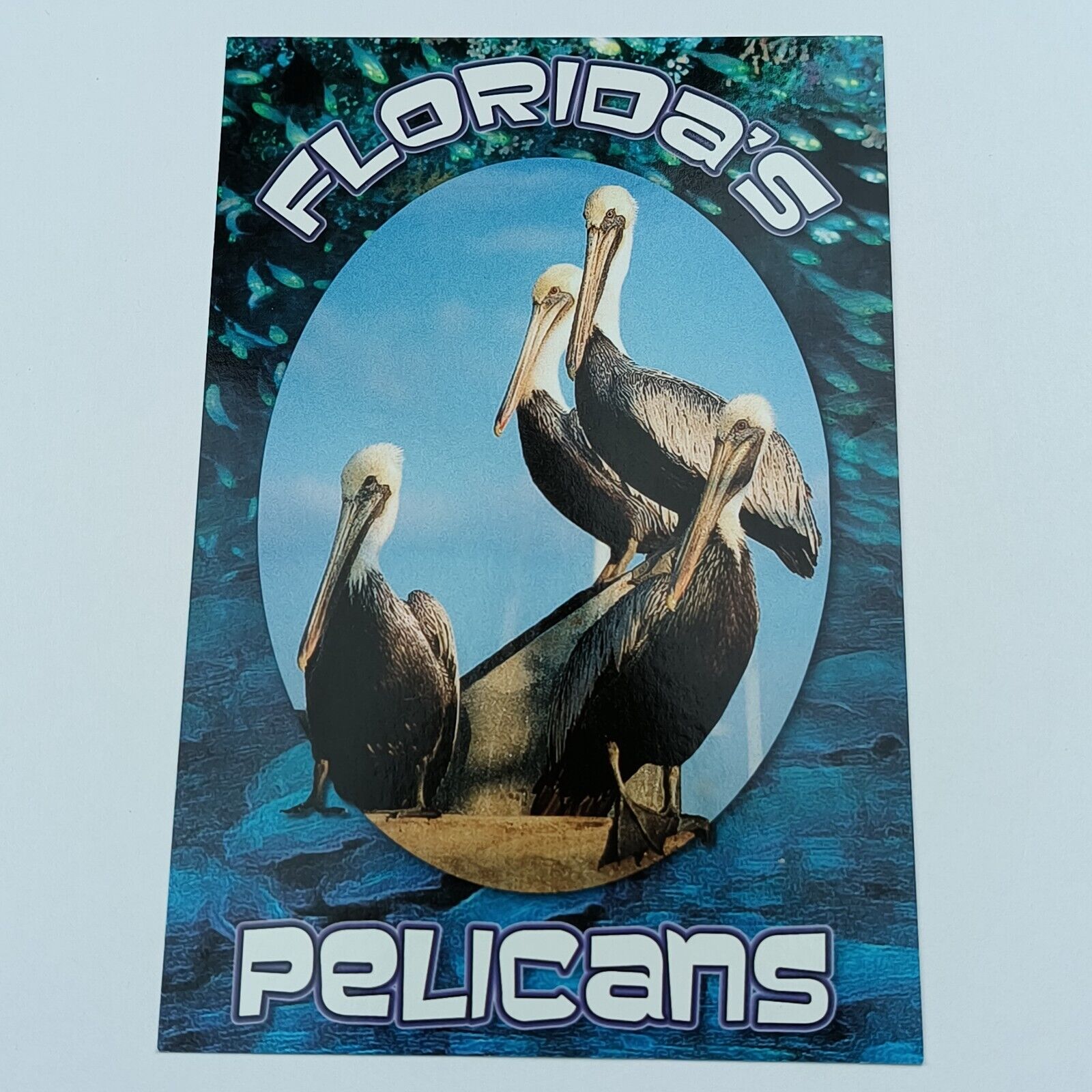 Postcard Pelican Bird Greetings from Florida USA