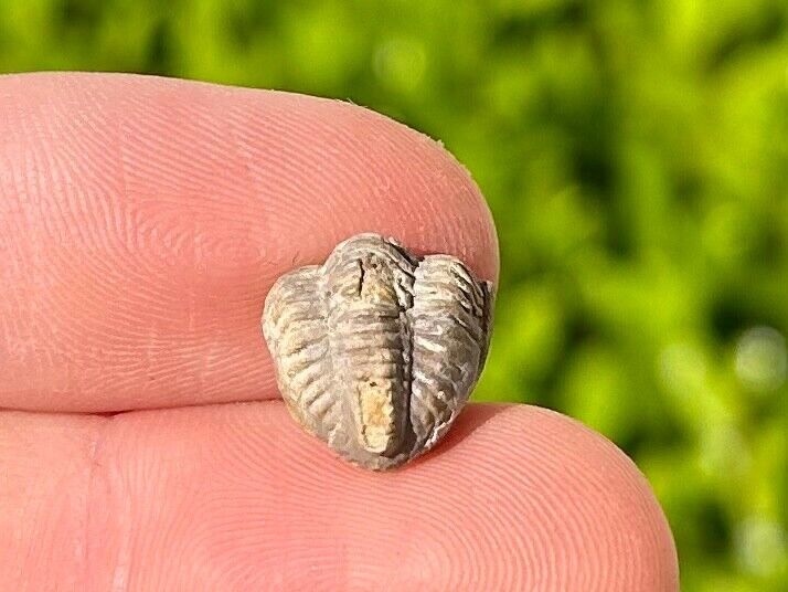 RARE Texas Fossil Trilobite Ditomopyge scilula Pennsylvanian Age Bug Enrolled