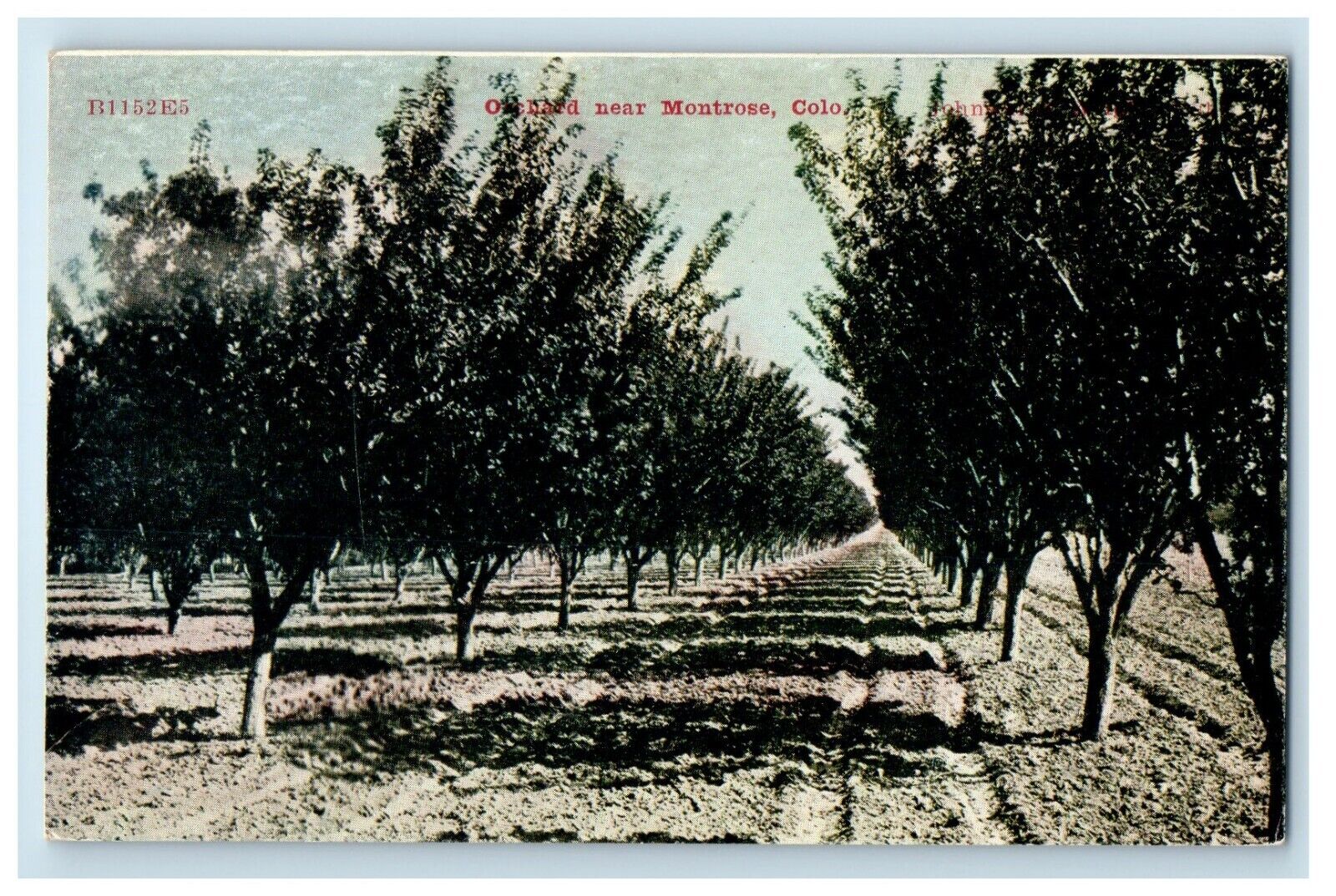c1910\'s Orchard Near Tree Lined View Montrose Colorado CO Antique Postcard