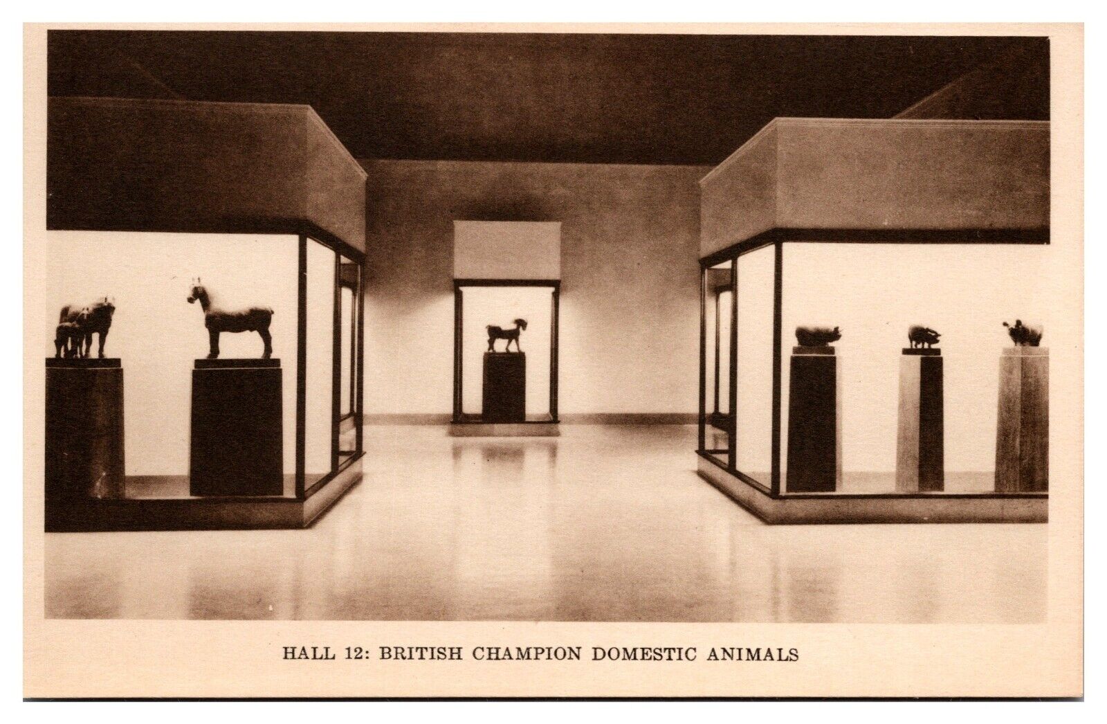 Vintage British Champion Domestic Animals, Field Museum of Nat. History Postcard