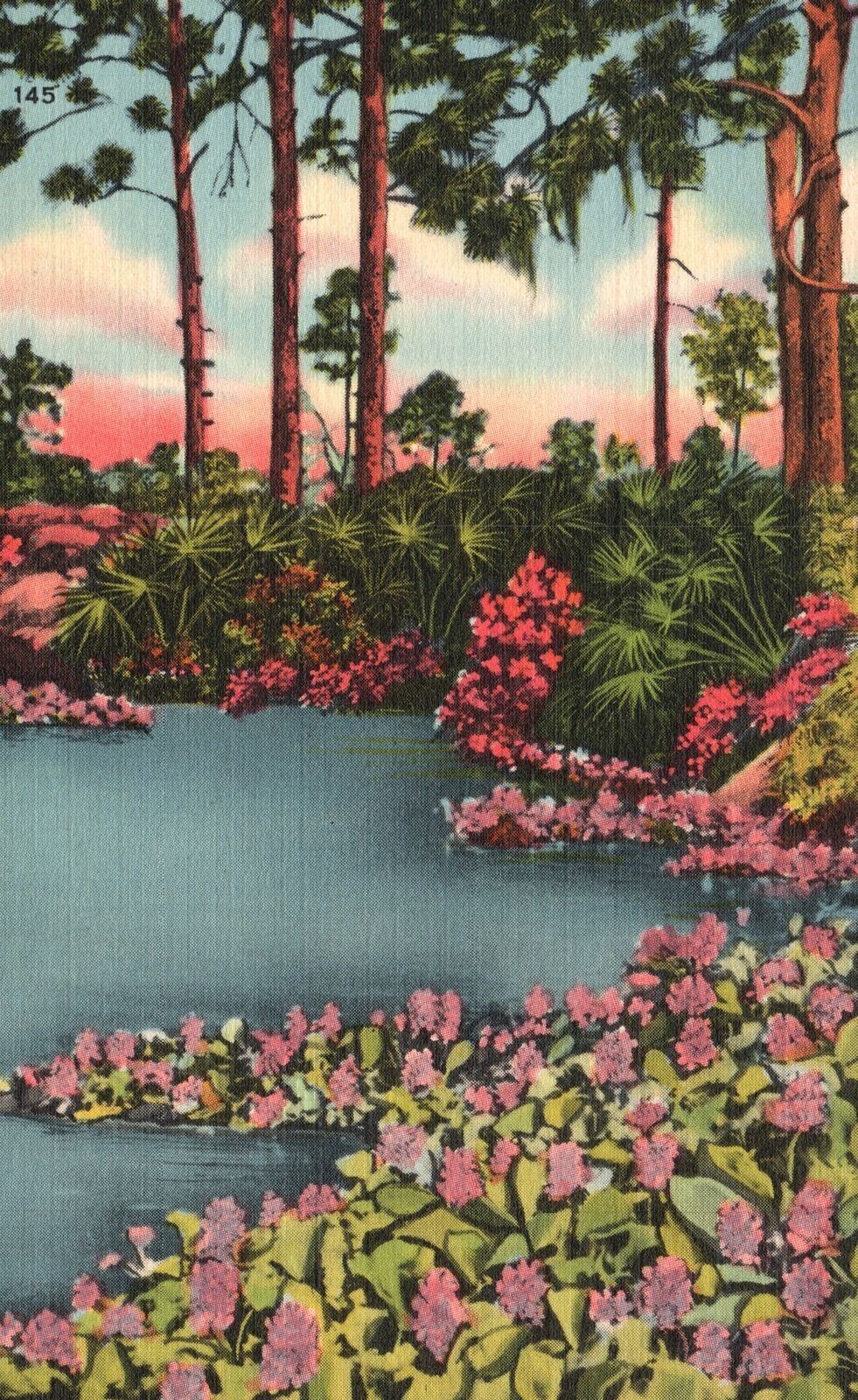 Vintage Postcard A Hyacinth Pool Flowering Tree & Shrub Brilliant Colors Florida