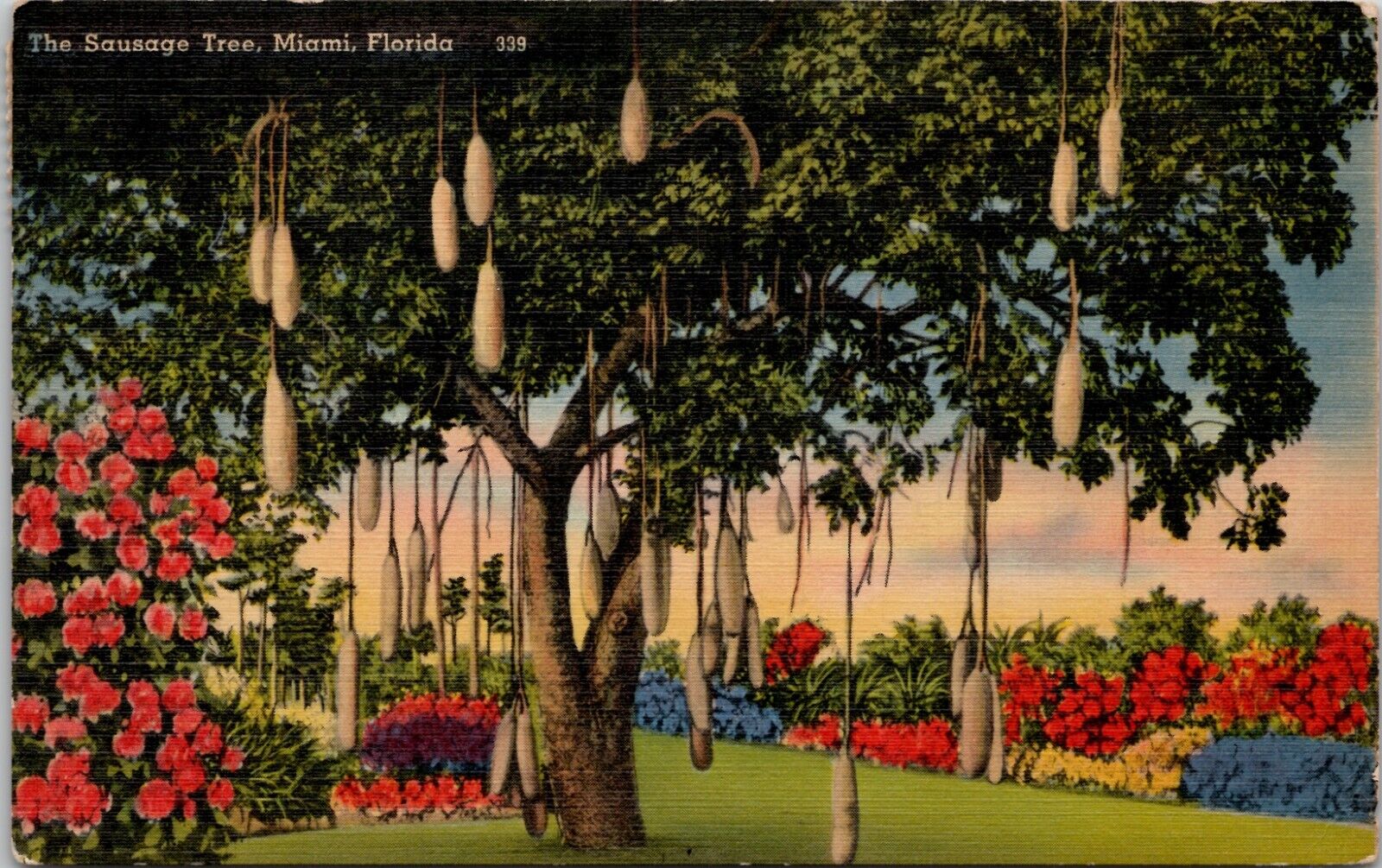 The Sausage Tree Miami Florida Vintage Postcard Spc9