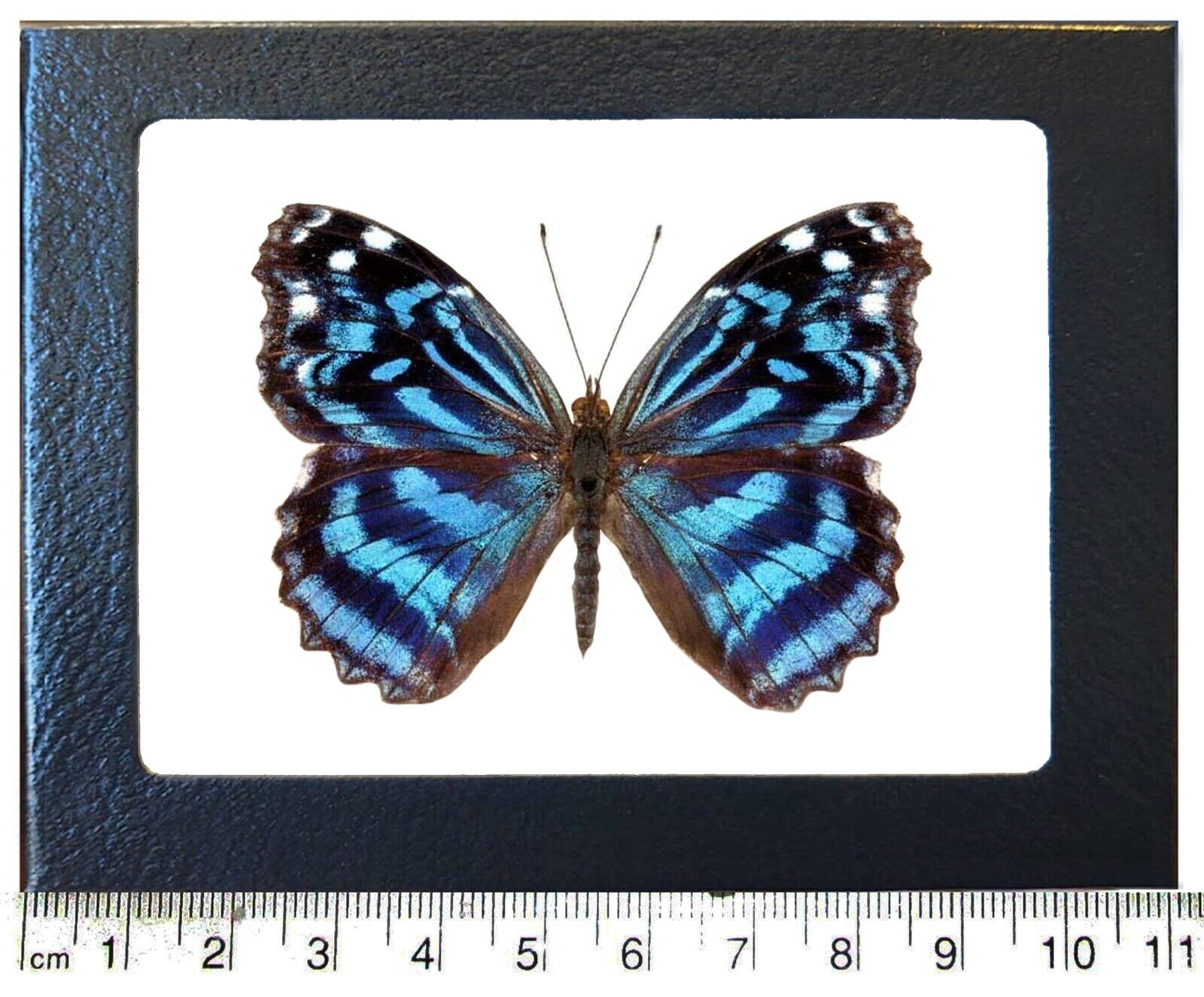 Myscelia ethusa blue purple butterfly Costa Rica framed