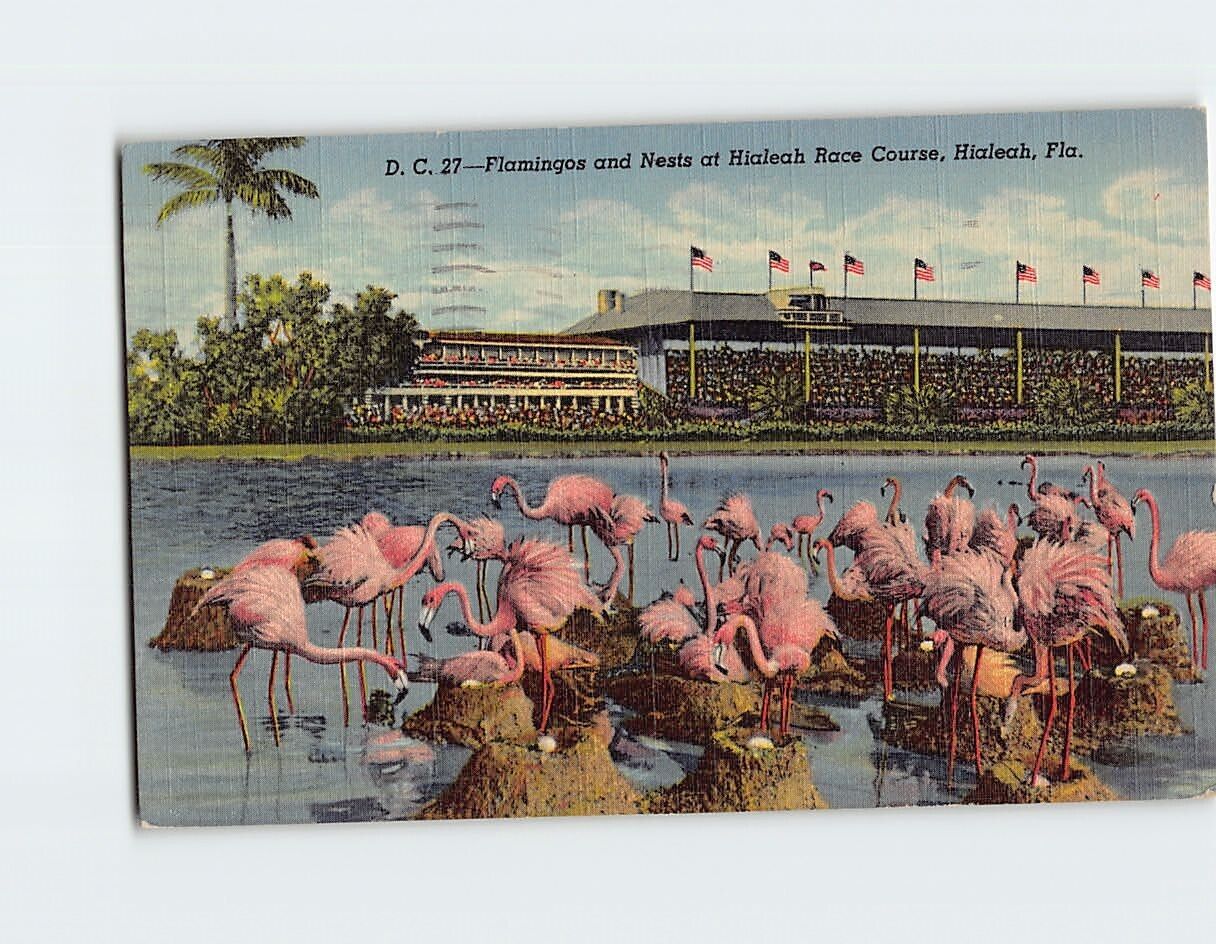 Postcard Flamingos & Nests Hialeah Race Course Hialeah Florida USA