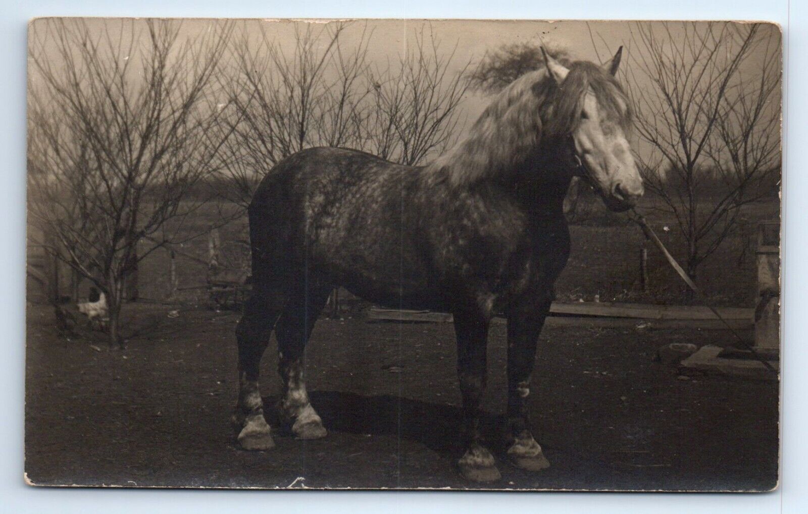 Massive Draft Horse Giant Work on Farm Chickens RPPC Animal Postcard c.1910