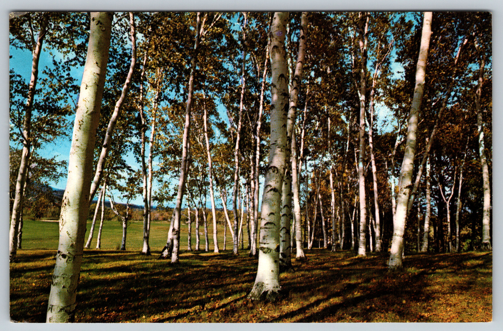 c1960s White Birches Lend Picturesque Grace VT Golf Course Vintage Postcard