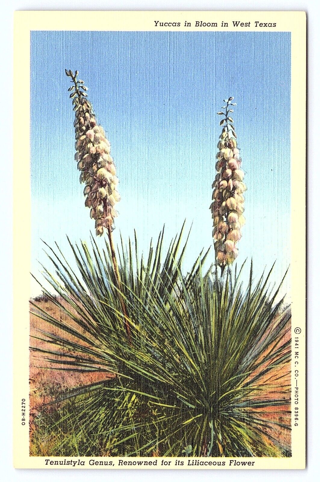 1941 Yuccas in Bloom West Texas Liliaceous Flower Bear Grass Linen Postcard C28