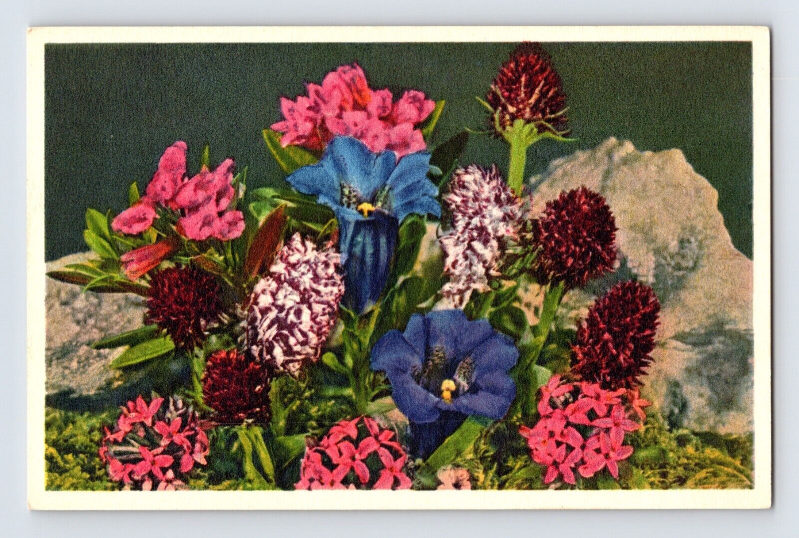Postcard Alpine WIld Flower Thor Gyger Stehli Series 677 1940s Unposted