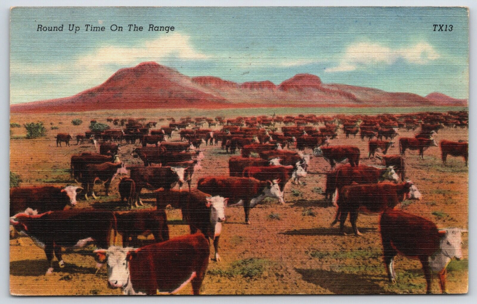 Postcard Round Up Time On The Range, White Face Herefords, Posted 1945