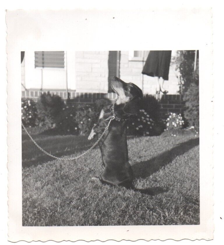 Dachshund Wiener Dog Trick Out of Frame Unusual Vintage Snapshot Photo