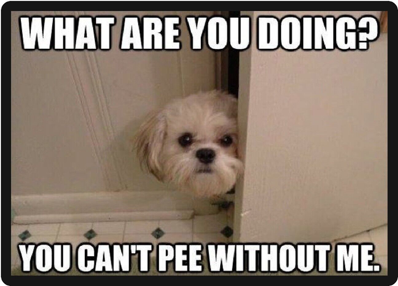 Funny Dog Humor Shi Tzu Can\'t Pee Without Me Refrigerator Magnet