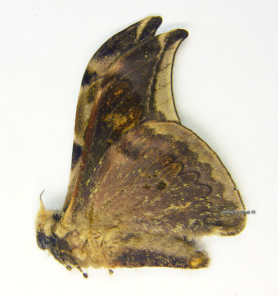 Unmounted Butterfly/Saturniidae - Orthogonioptilum adiegetum, small, A1/A-