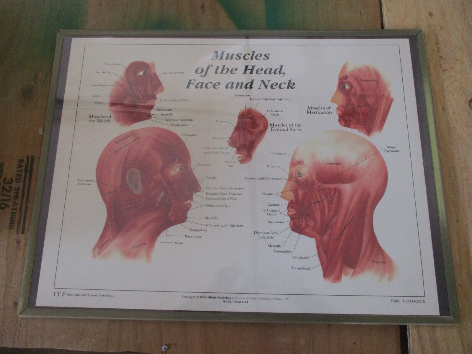 1996 Milady Wall Chart Muscles of the Head, Face and Neck 24\