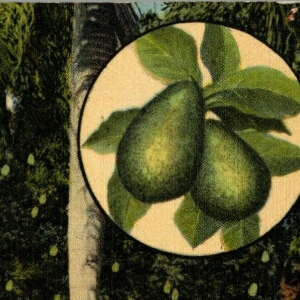 c1954 Vintage Linen Fruit Postcard Florida Avocado Grove Homestead Everglades