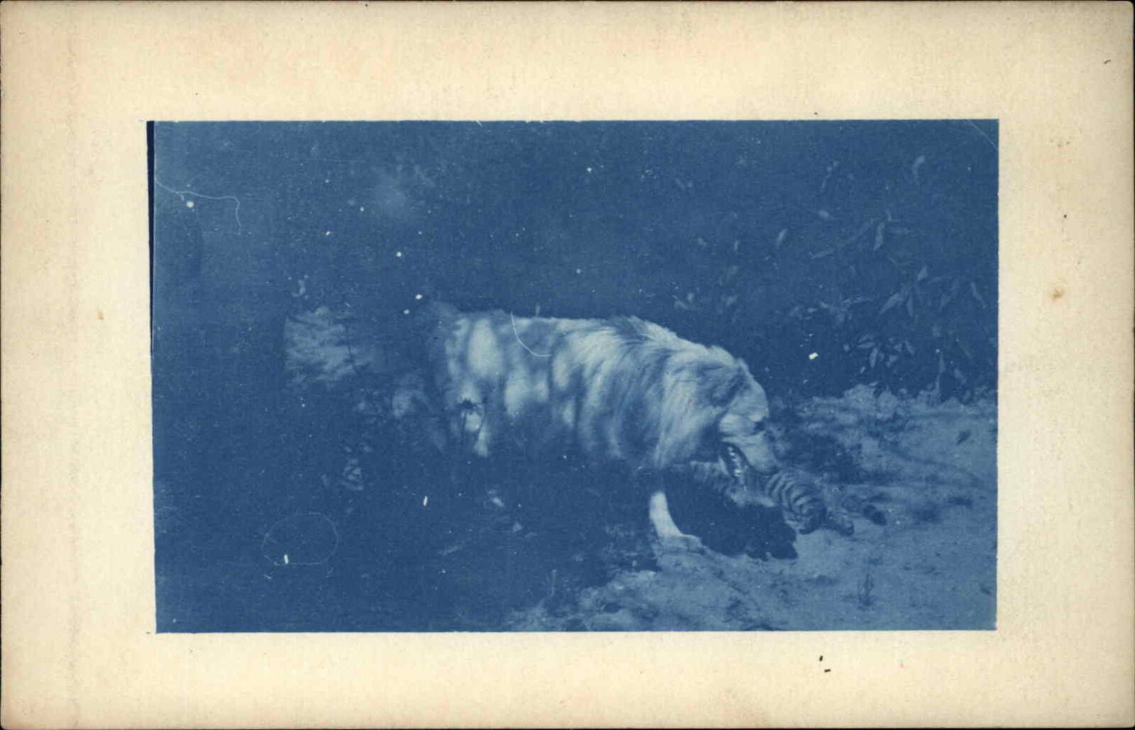 Sweet Fluffy Dog Cyanotype Real Photo c1910 Vintage Postcard