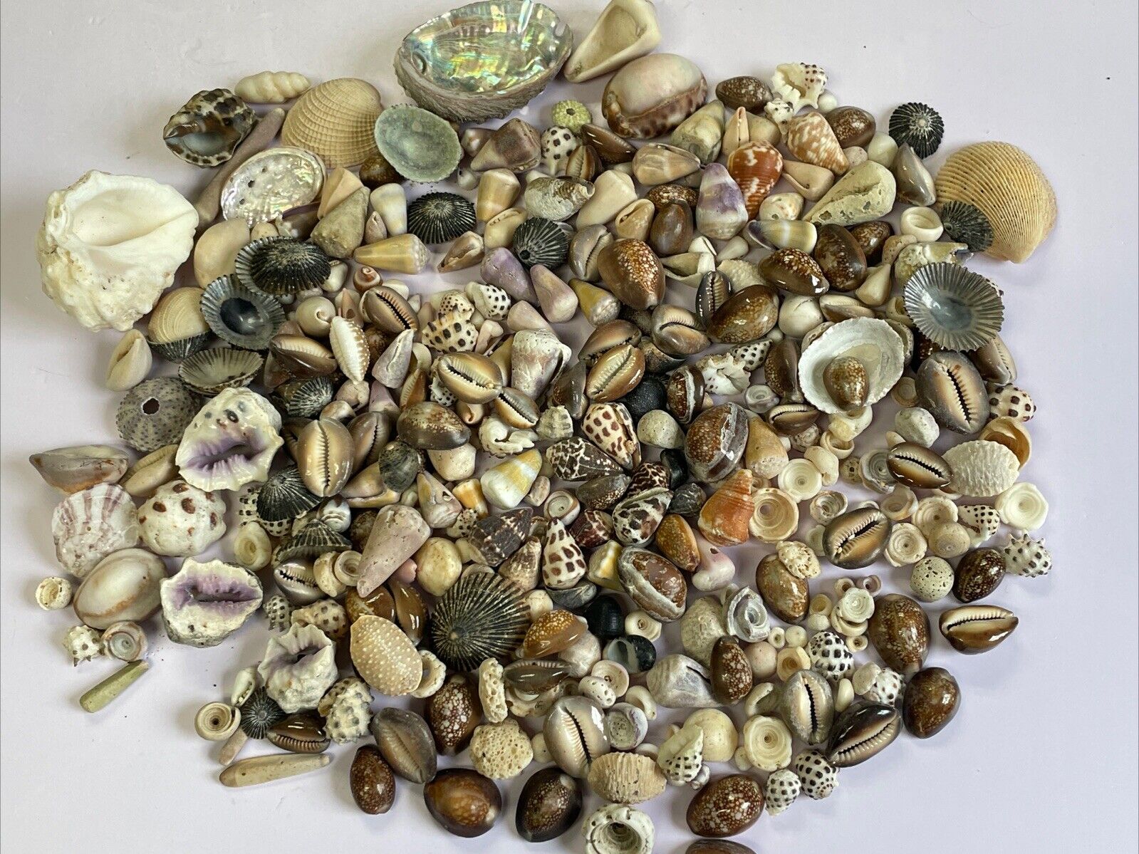 Hawaiian shells from Kona-Hawaii Variety Of Shells ~ 1970s ~ 2 Pounds ~ Unsearch