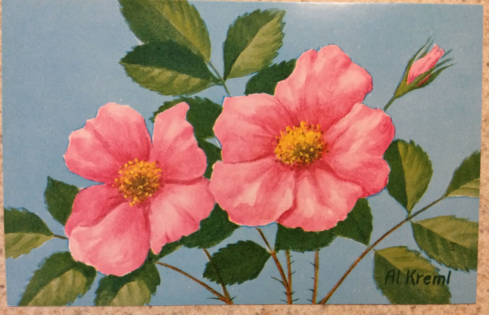 Postcard c 1957  National Wildlife Federation ~ Beautiful Wild Rose Flower