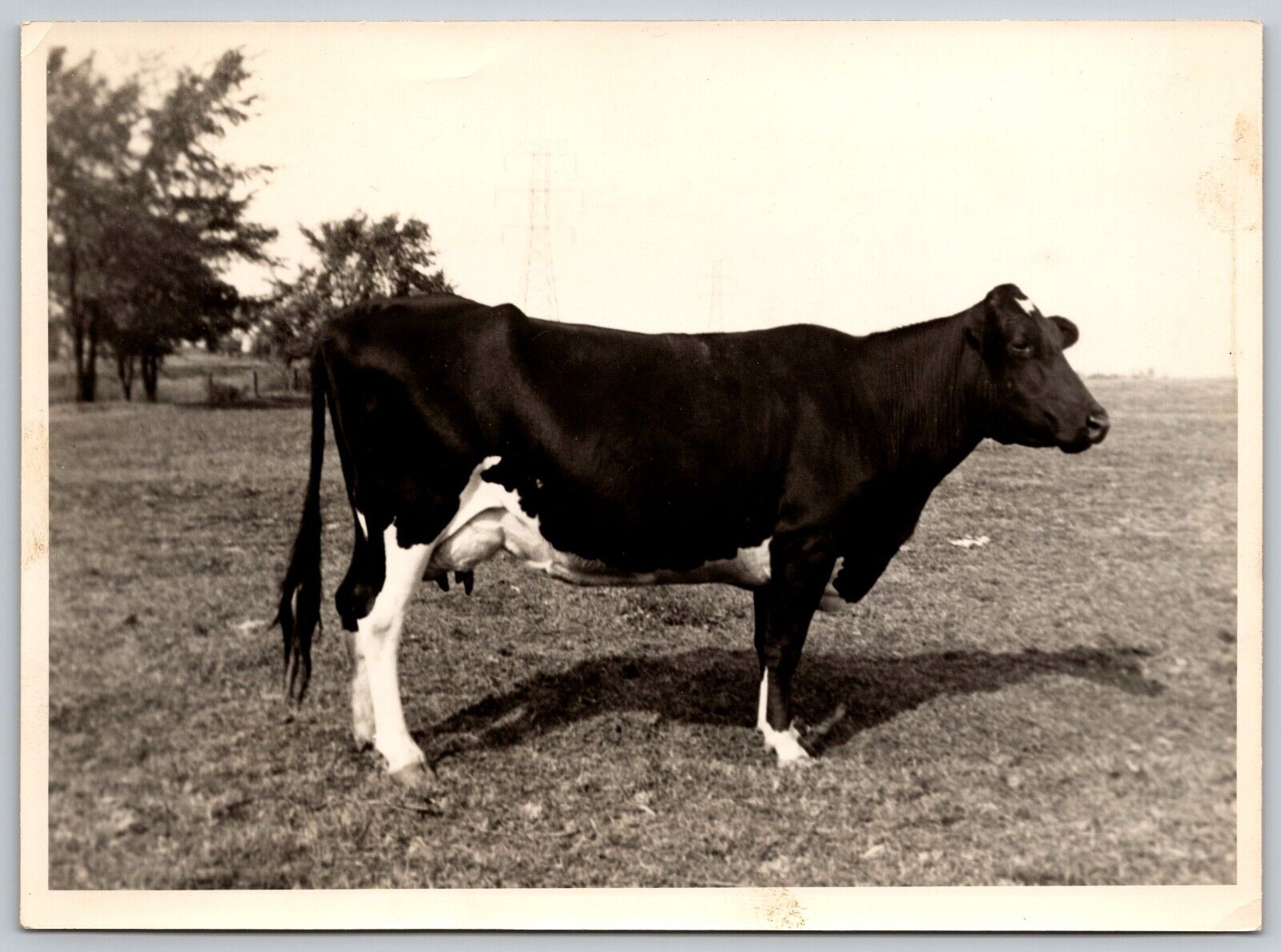 Vtg Photo - Holstein cow standing in a field 5 X 7 inches | Circa 1940s