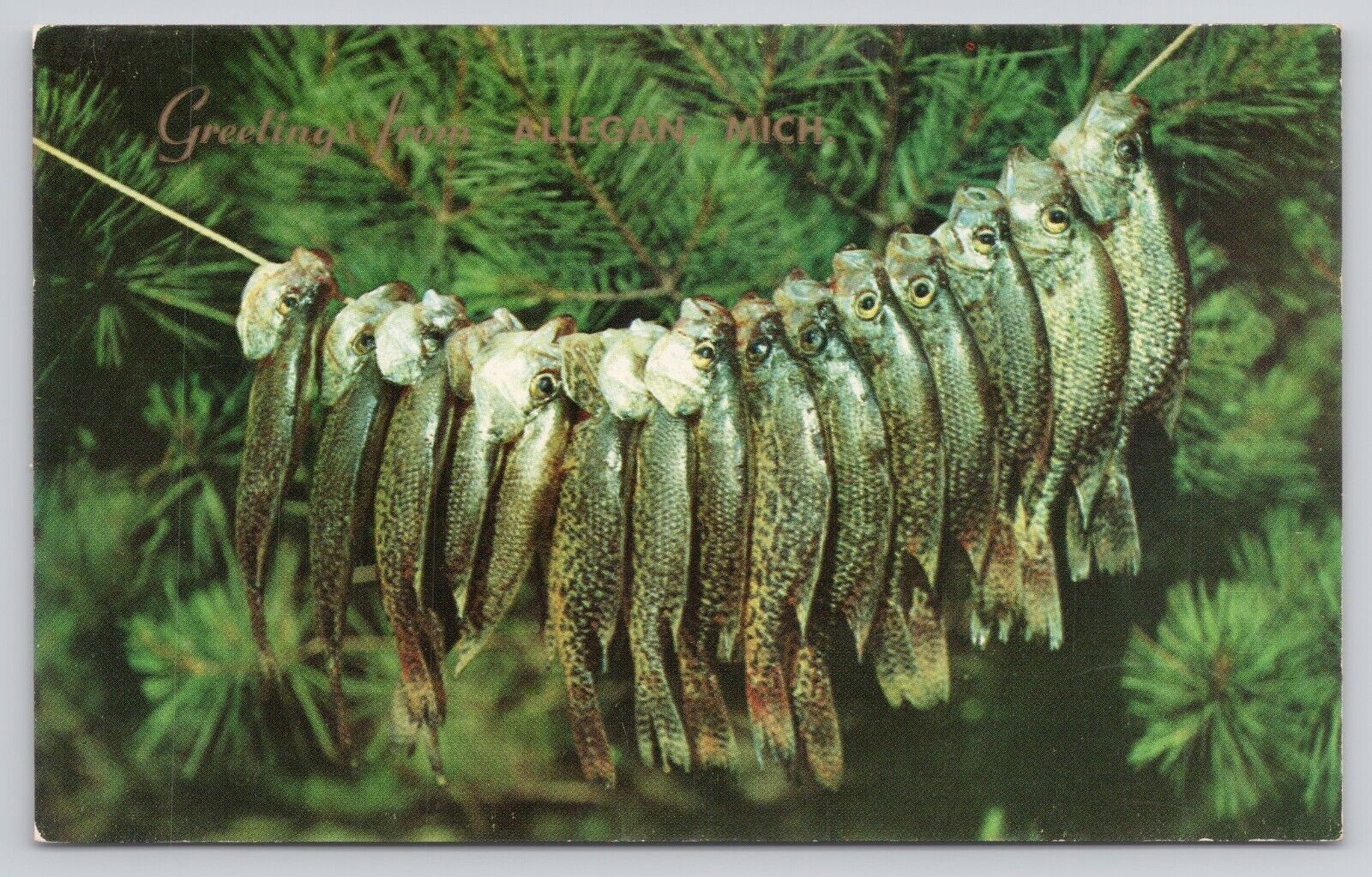 Greetings From Allegan Michigan Stringer of 15 Fish Crappies 1952 Postcard