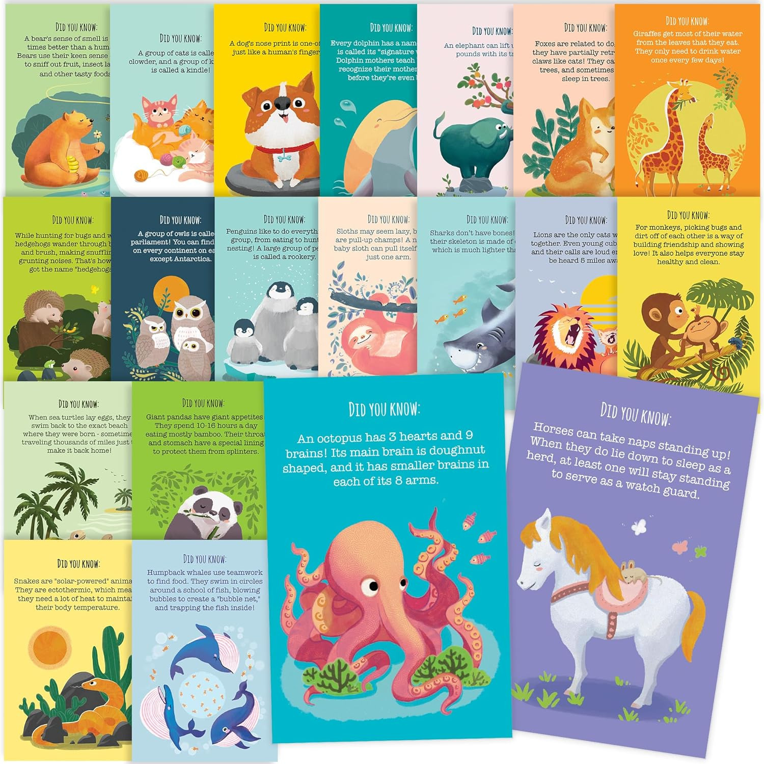 40 Animal Fun Fact Postcards - Bulk Thinking of You Postcard Pack for Kids, Stud