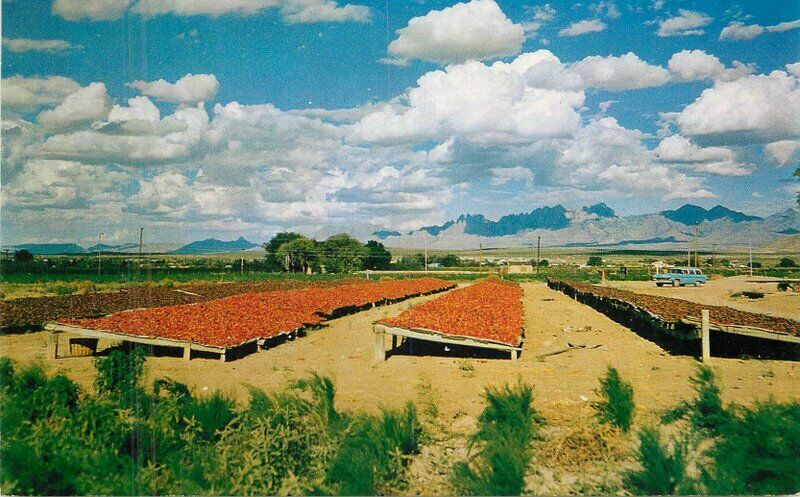 1950s Farm agriculture Chili drying Southwest Petley sun dried Postcard 22-8328