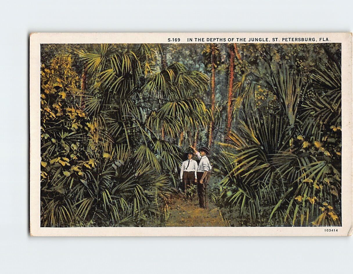 Postcard In the Depths of the Jungle St. Petersburg Florida USA
