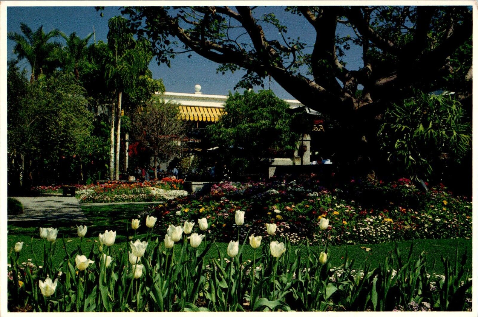 White Tulips, Gardens, Lawry\'s California Center chrome Postcard