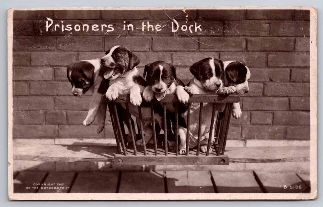 eStampsNet - Prisoners in the Dock 5 Puppies RPPC Postcard