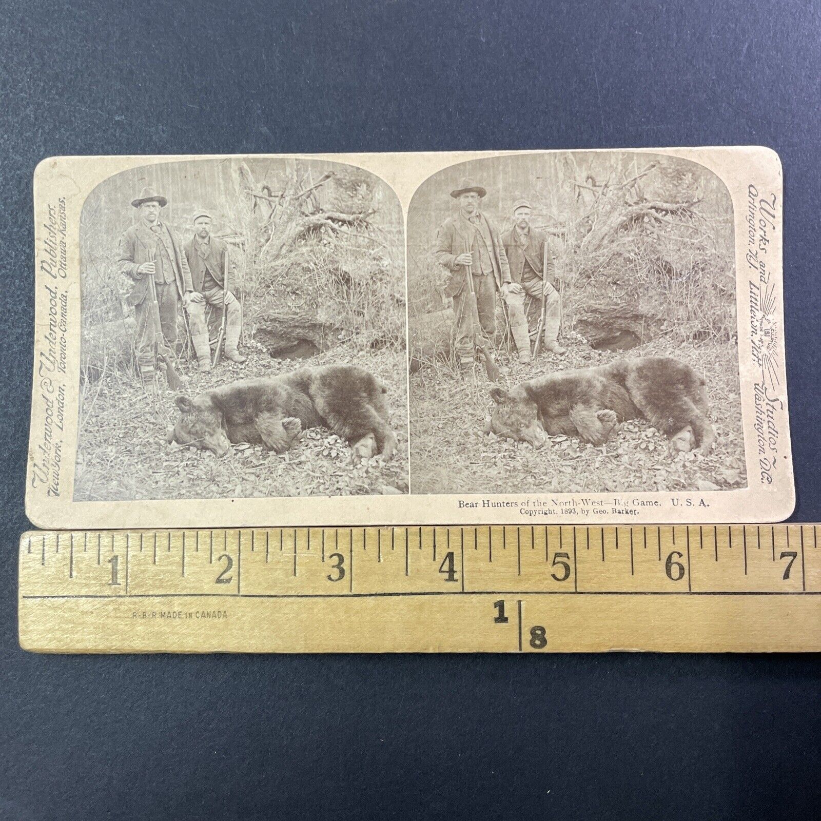 California Grizzly Bear Shot Dead Stereoview Truckee George Barker 1893 X1255