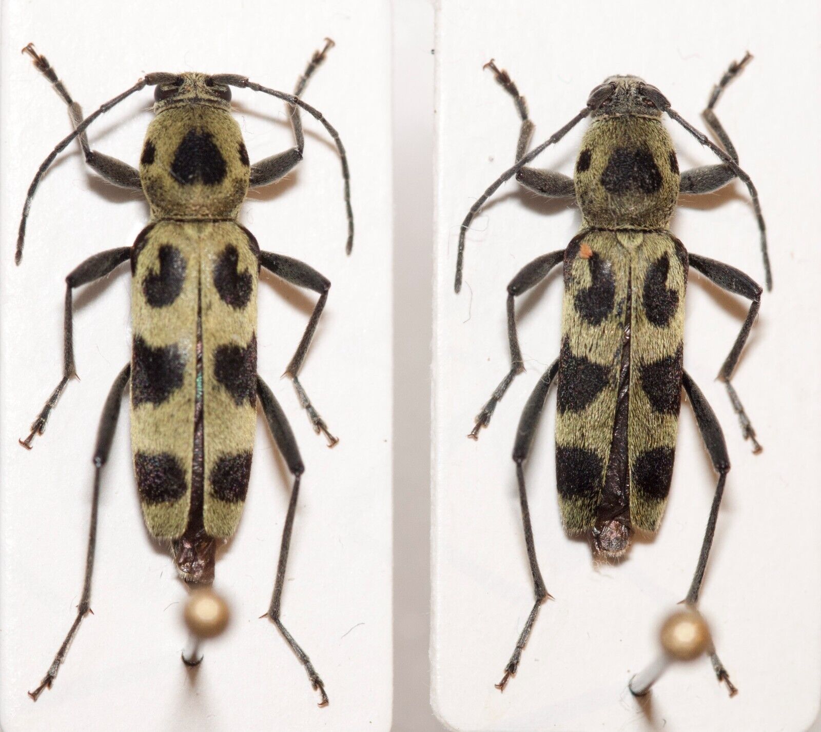 Cerambycidae: Chlorophorus herbstii - pair