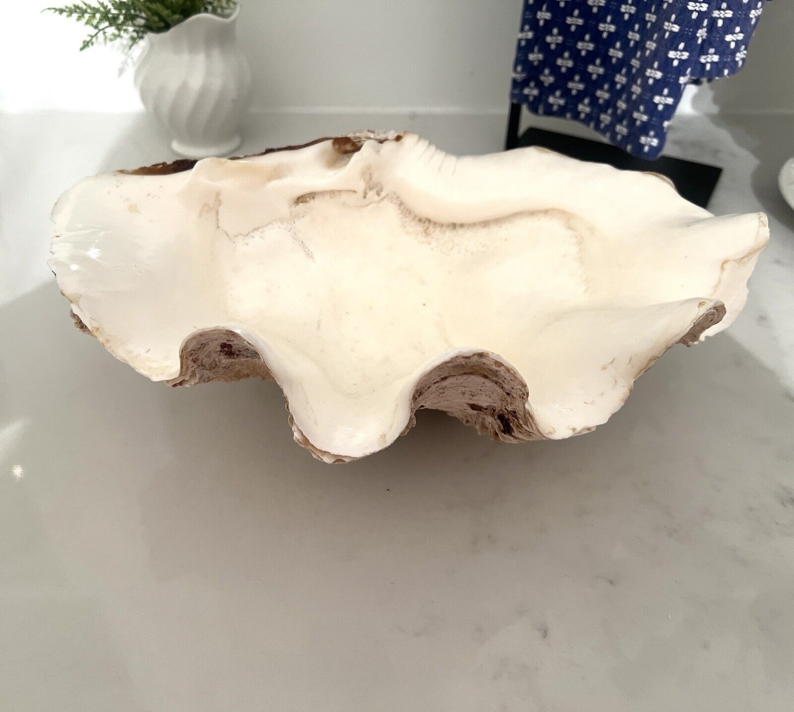 Genuine Ocean Large Clam Sea Shell Real Natural Tridacna Gigas 12” x 8”