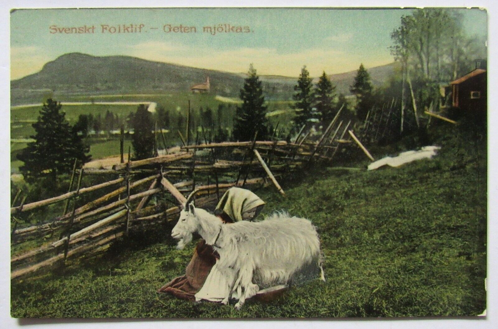 Sweden Postcard Svenskt Folklif. Geten Mjolkas Brevkort Goat Being Milked