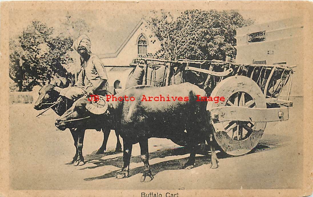 India, Man Riding a Buffalo Leading a Cart, Chand & Sons