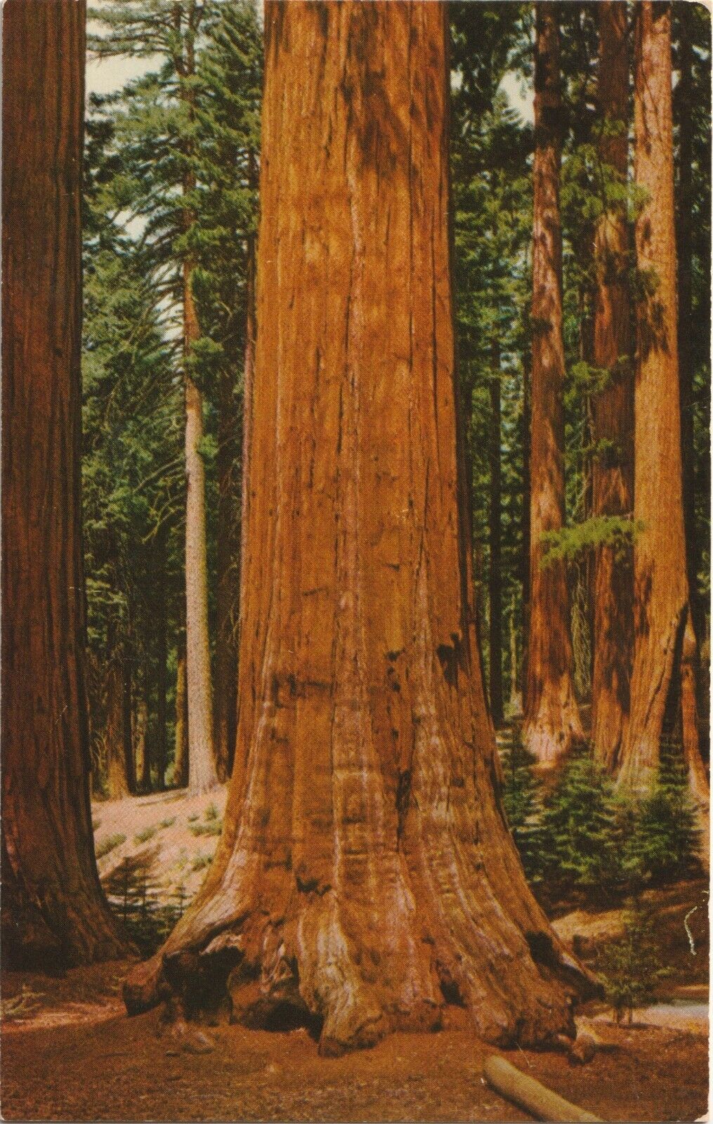 Yosemite Nat Park Big Trees-Mariposa Grove of Big Trees, CA-vintage unposted