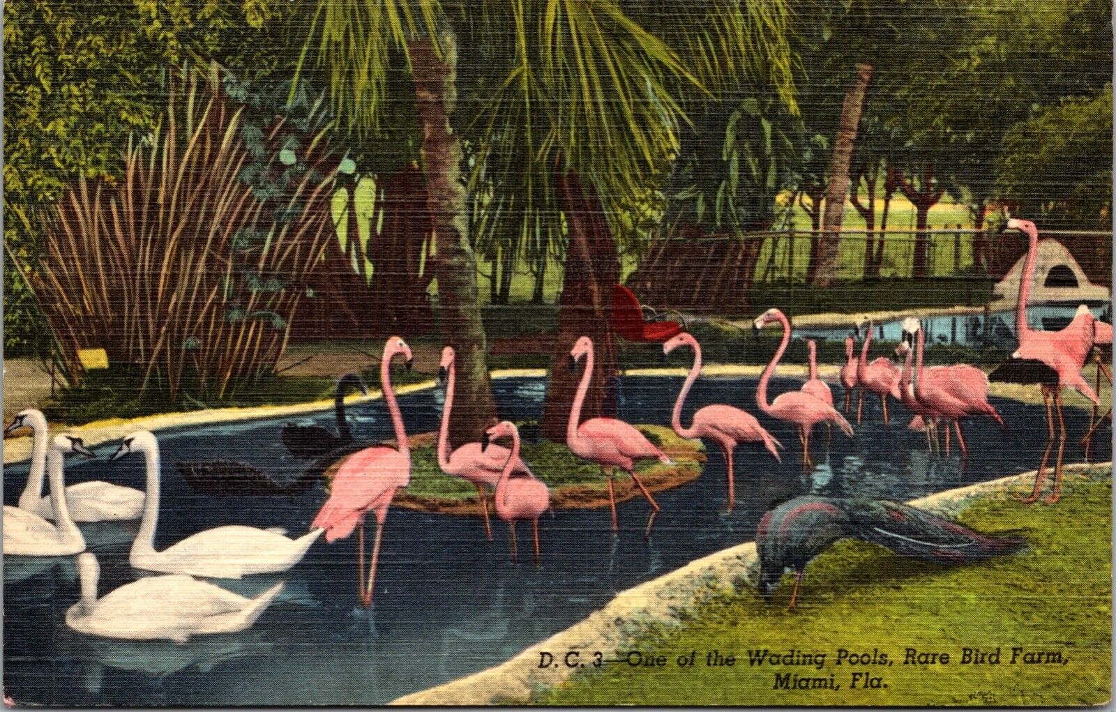 Vintage Postcard One Of Wading Pools Rare Bird Farm Floral Flamingos Miami FL